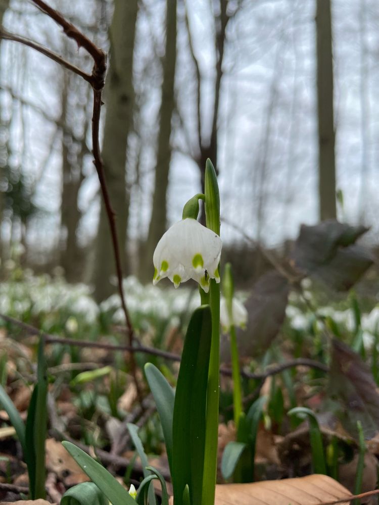 Märzenbecher im Wald
