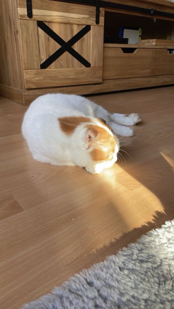 Weißer Kater mit rotem Fell am Kopf liegt auf einem Sonnenfleck auf dem Boden.