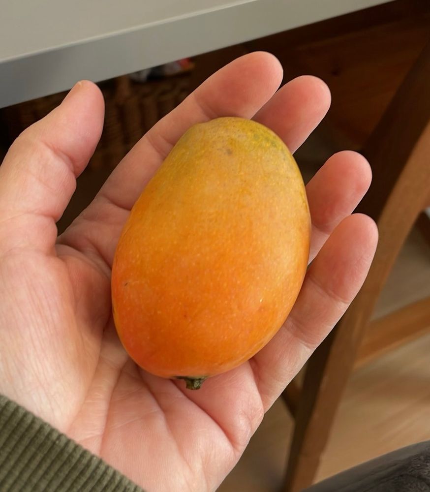 Babymango (orange) in einer Hand liegend.
