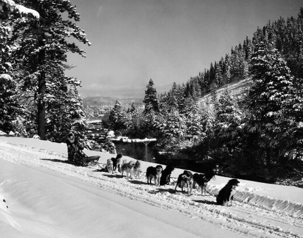 Black and white photo of a snowy clearing in a mountain forest. A dogsled team with a driver in heavy cold weather gear traverse the frame from left to right. The snow appears to be less than a foot deep. 