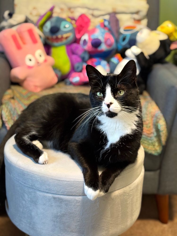 A black and white tuxedo cat is sitting on a gray footstool. Behind him, out of focus, is an armchair with several plush toys.