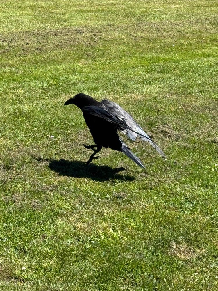 A raven is seen mid-hop on green grass