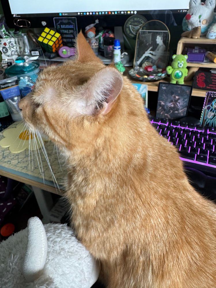An orange cat in front of a very cluttered computer desk with a light up keyboard 