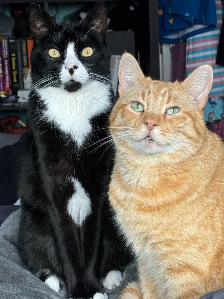 A black and white tuxedo cat stands up tall next to an orange tabby cat with green eyes and freckles on his lip. Both cats are perched on a bed in front of a small bookshelf and some hanging clothes. 