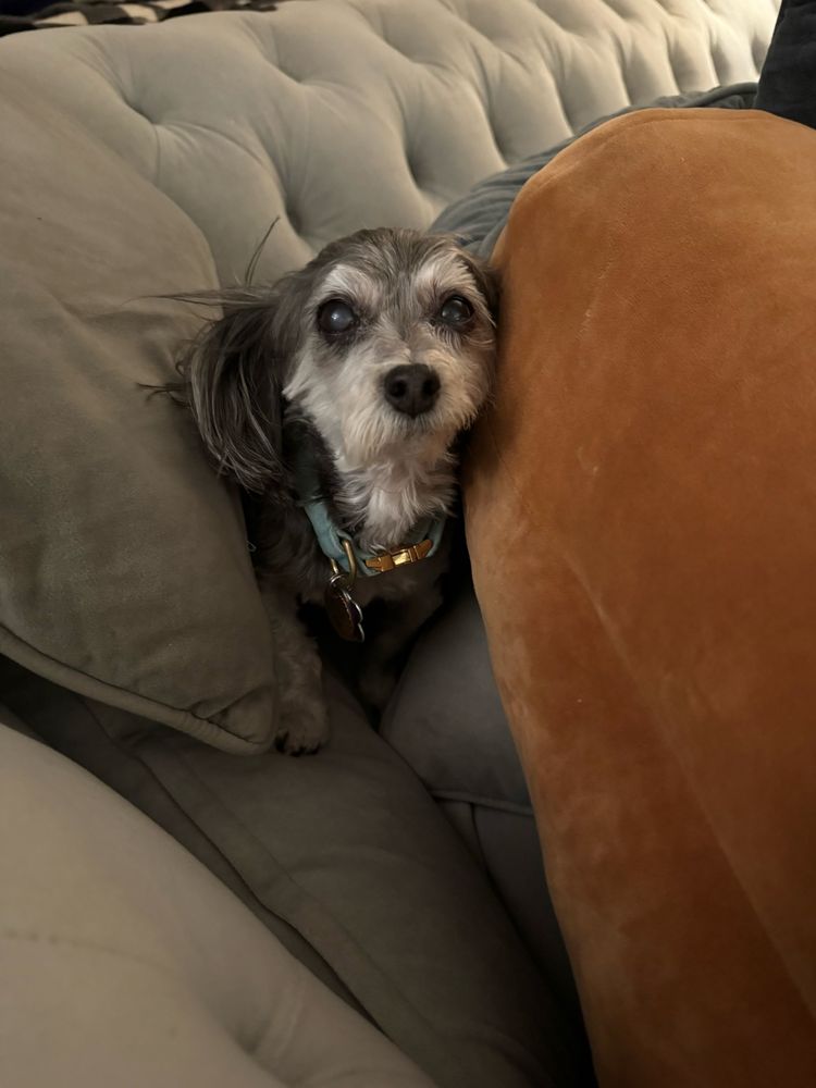 A dog in a pile of cushions. 