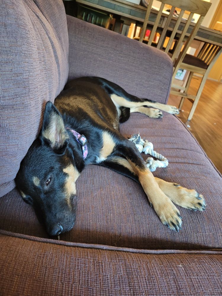 A black and tan dog lying on a purple couch with her rope toy next to her
