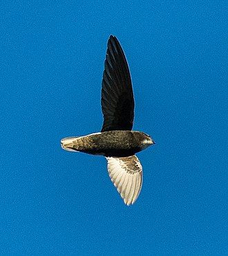 Image from wikimedia:
https://upload.wikimedia.org/wikipedia/commons/thumb/3/36/Little_Swift_-_Aberdares_-_Kenya.jpg/330px-Little_Swift_-_Aberdares_-_Kenya.jpg