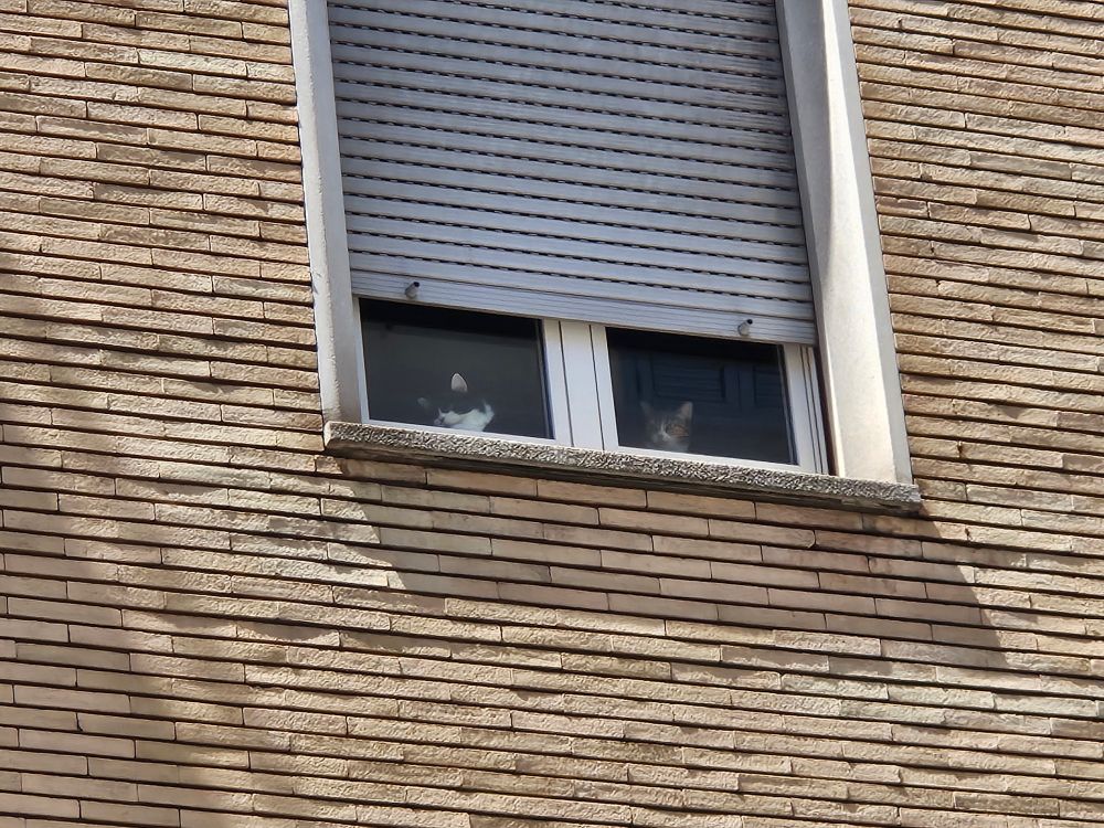 Foto eines geteilten Fensters von aussen. Aus jedem Fenster schaut eine Katze. 