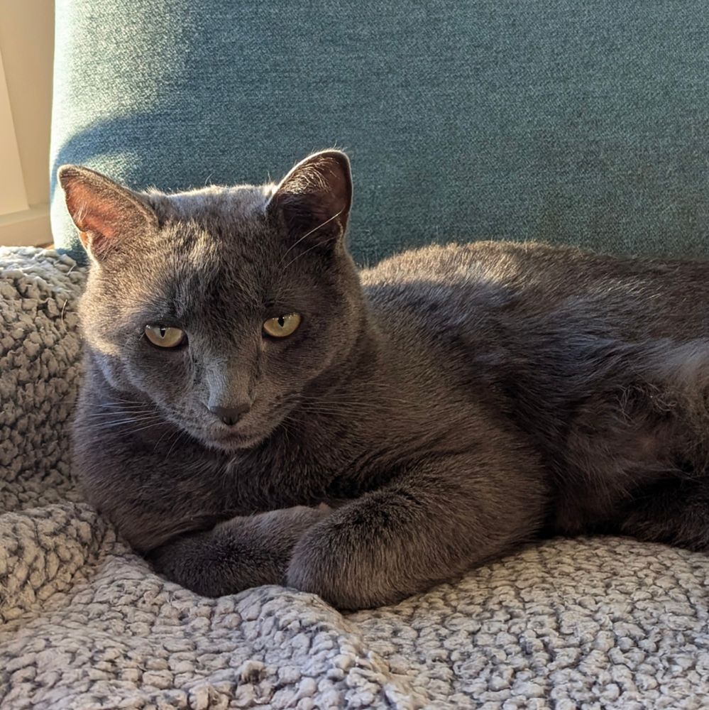 A grey cat sitting on a blanket looks into the camera.