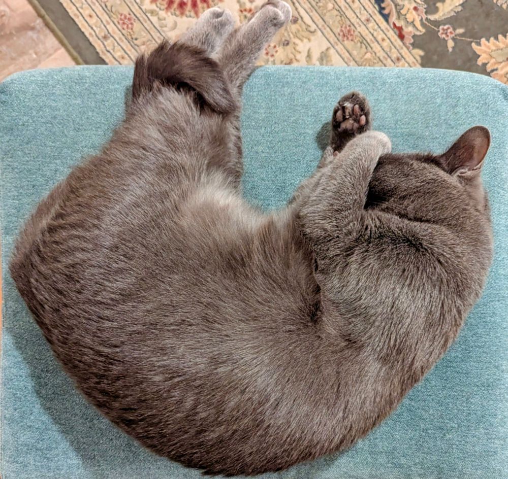 A grey cat asleep on a blue cushion.
