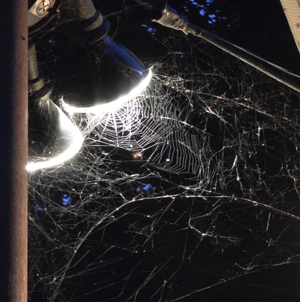 Spider webs built around a bright light.