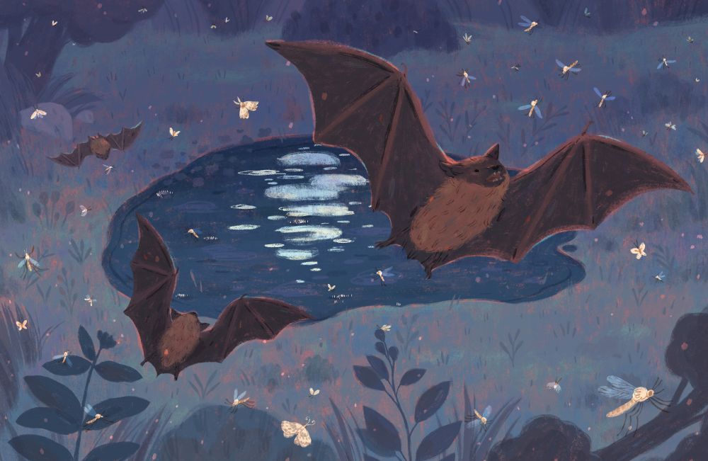 An illustration of a night scene over a puddle with three bats hunting mosquitoes in the dark (from the book Hello, Puddle!)