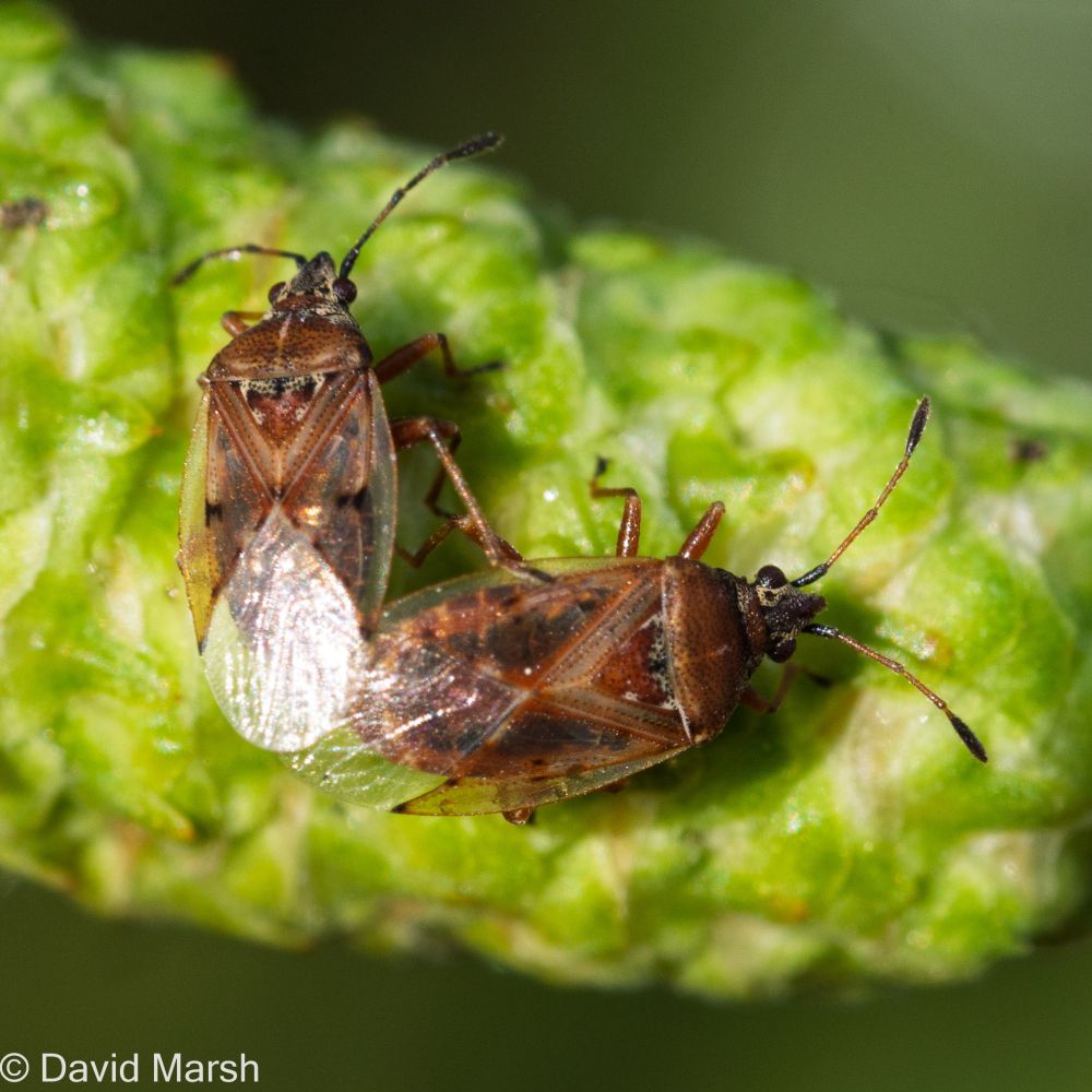 Probably Birch Catkin Bug (Kleidocerys resedae).  Mating?