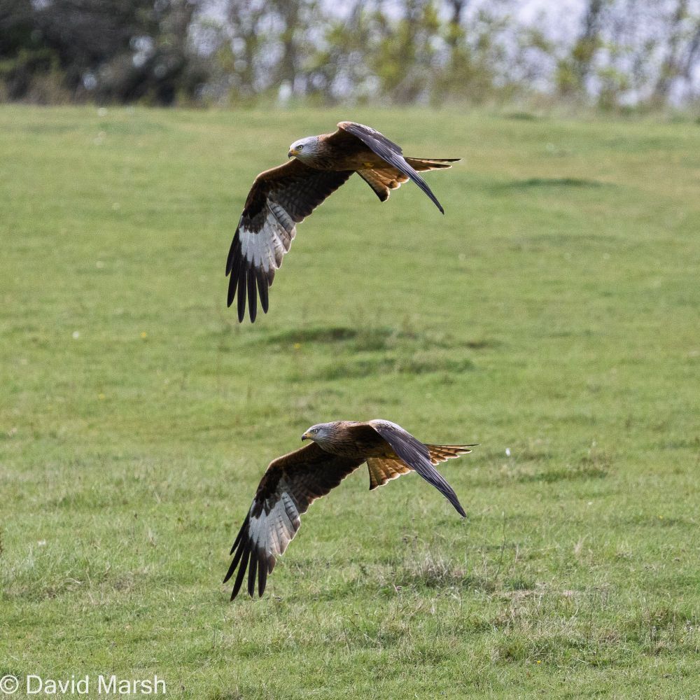 Two red kites with synchronised wing formation