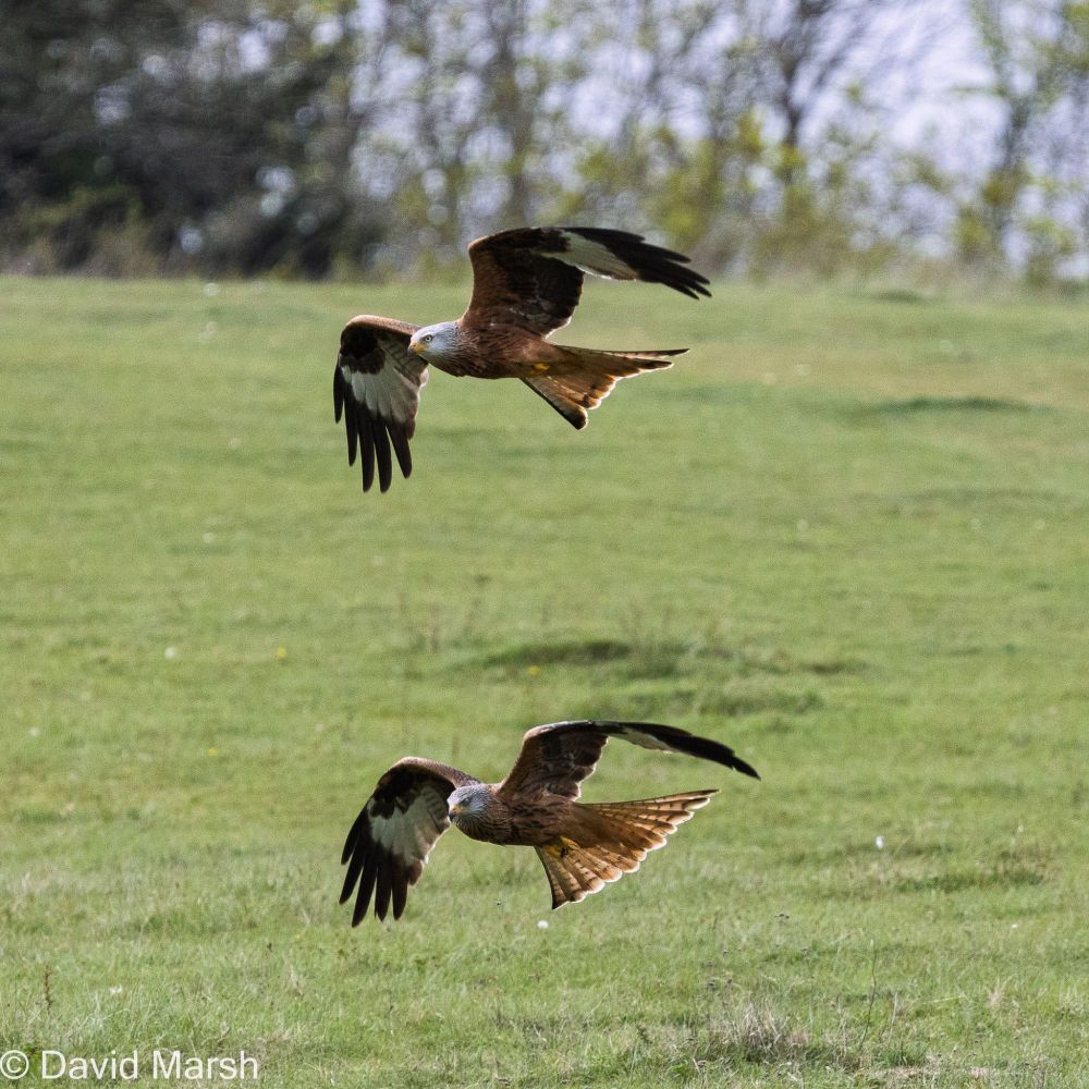 Two red kites with synchronised wing formation