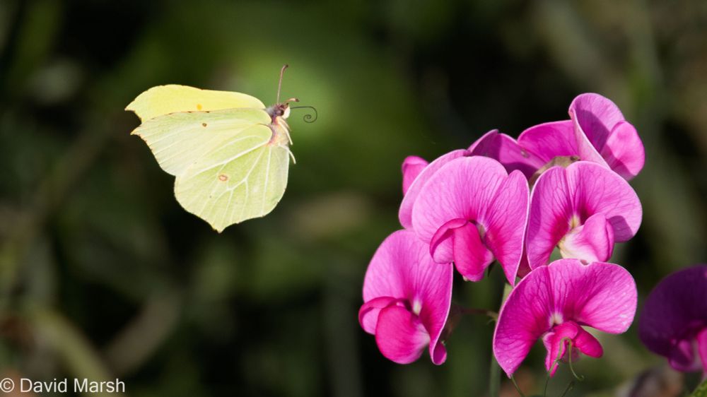 Common Brimstone Butterfly in flight beside sweet pea flower.  (Harwell, UK, end July 2025)