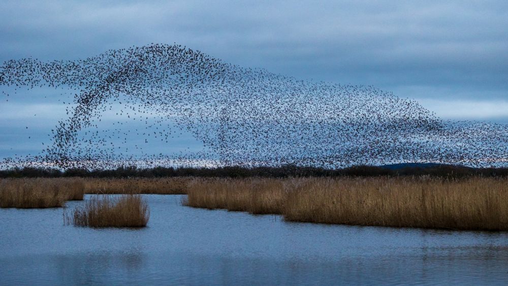 Murmuration of starlings