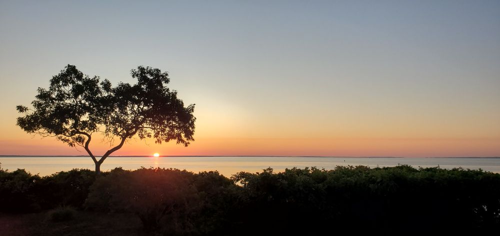 Sunrise on the bay seen over trees, with an oak silhouetted against the brightening sky.