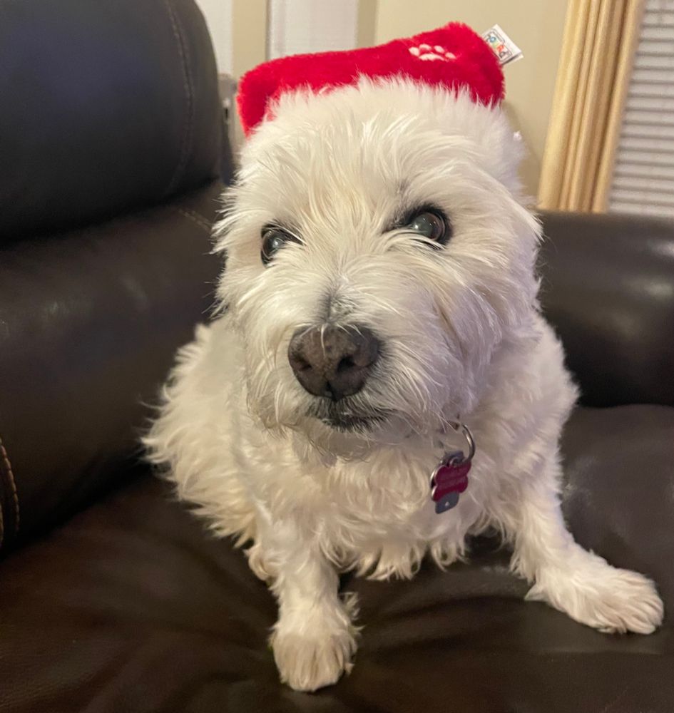 Kelly the Westie in a Santa hat, December 2024 
