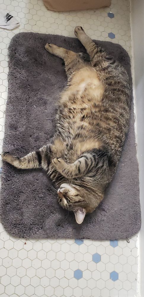 a cat lying on a standard bath mat in a tile bathroom. he is pretty much the size of the bath mat.