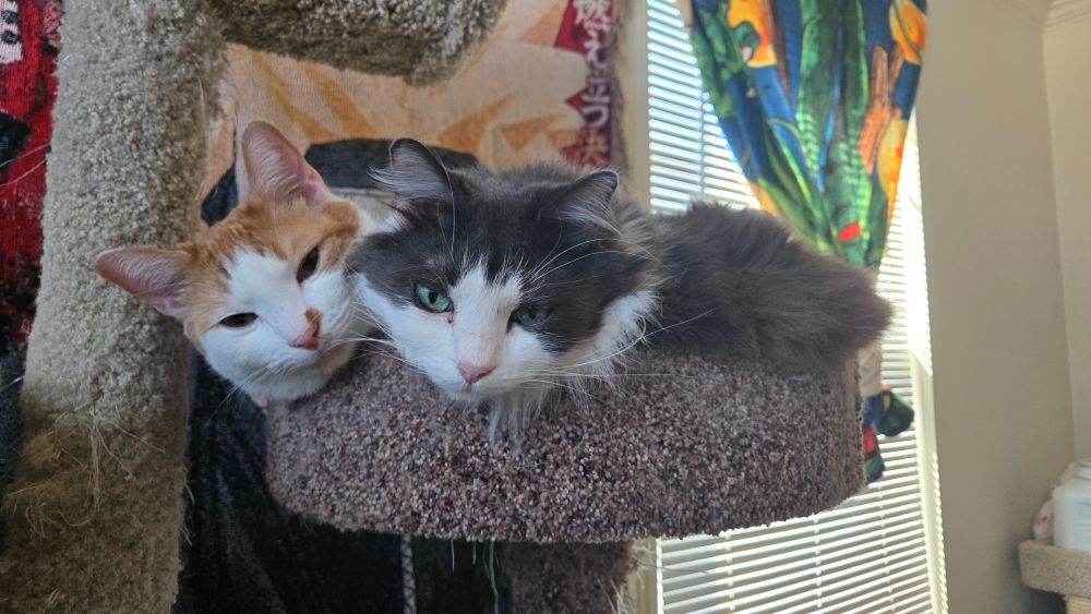 two cats sharing a platform of a carpeted cat tree.
