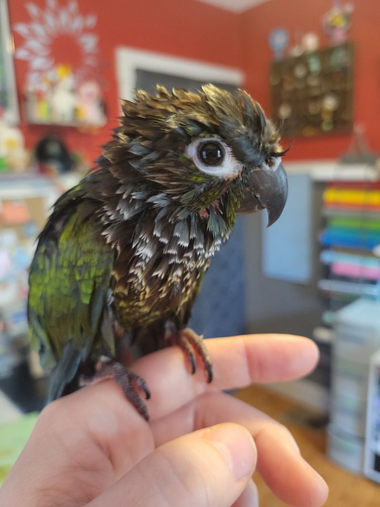 A very wet wild type green cheek conure. 