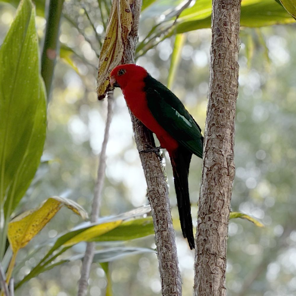 One Australian King Parrot