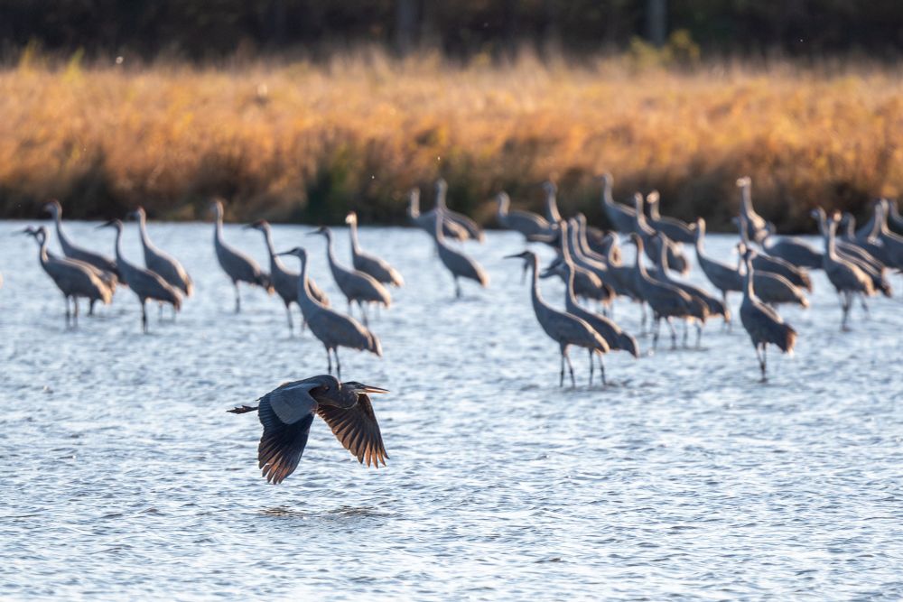great blue heron flying low over the water, with a bunch of Sandhills standing around in the background