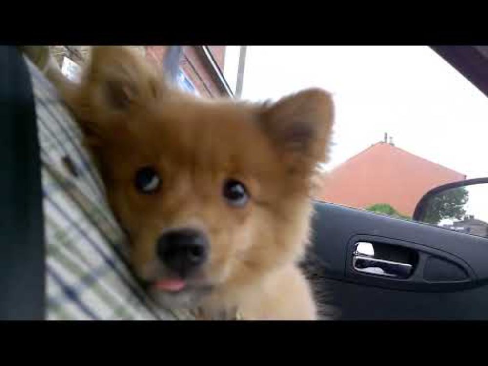 Flint the German Spitz Puppy's First Walk in the Big Wide World!