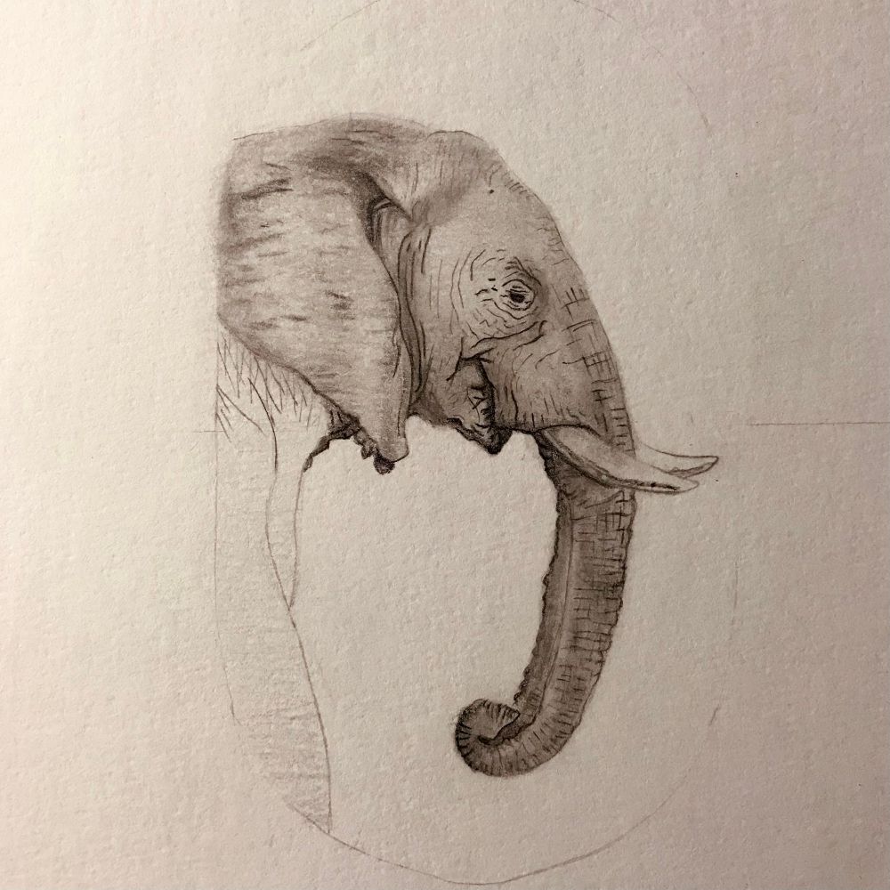 Desenho, lápis sobre papel. Elefante em estilo semi realista. 