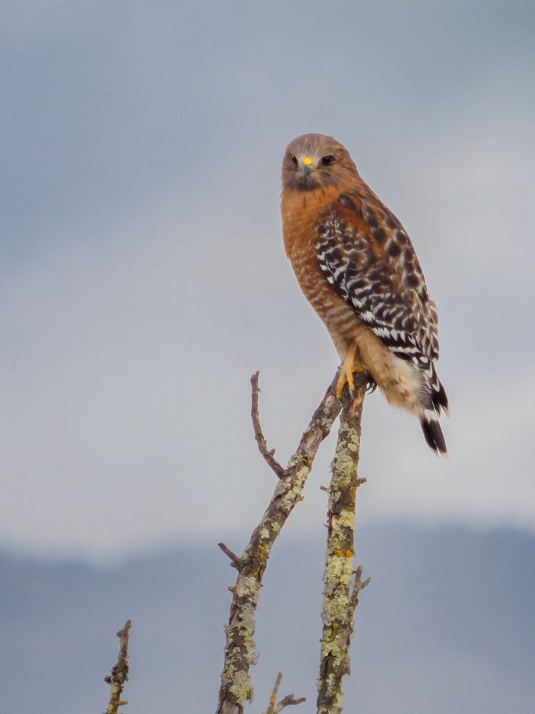 Red shouldered hawk looking at me from a branch with hills in the background. Om-1ii zuiko 300 mc-14