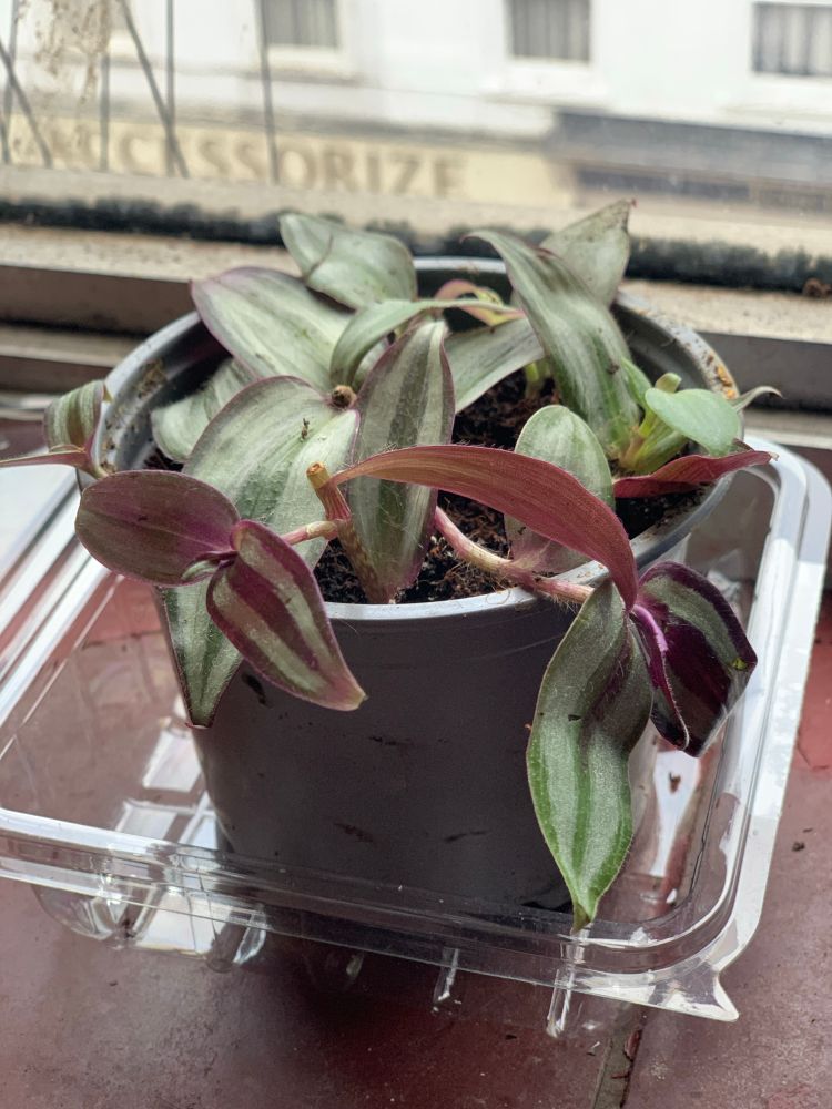 A small plastic pot with a number of small tradescantia zebrina bosse cuttings in it. The leaves have a slightly limp, crumpled look to them in places
