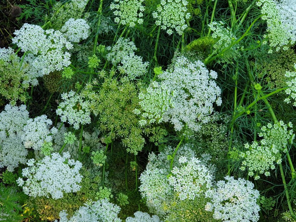 Nahaufnahme von feinen weiß-grünen Blüten