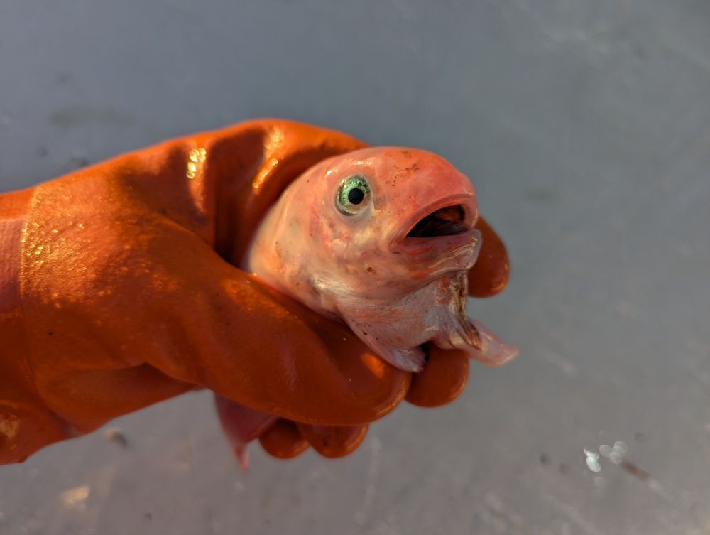 An orange gloved hand holding a snailfish, which is a cute pink slimy creature with an open mouth and a shiny eye. It looks surprised, but is probably dead.
