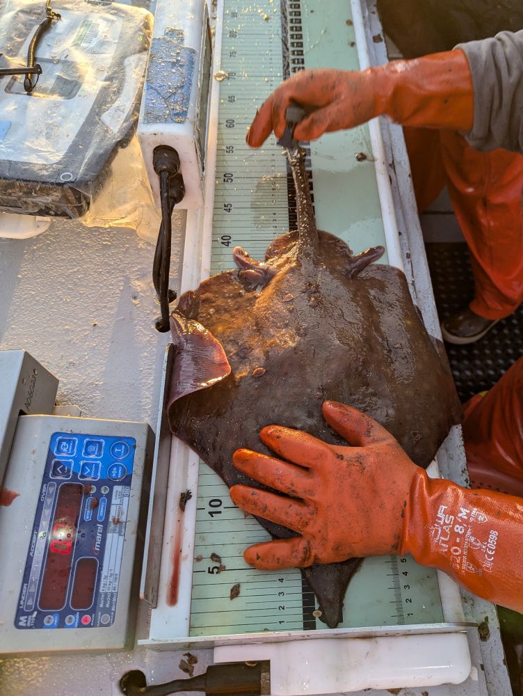 A medium-sized longnose skate (Caliraja rhina) being held by two orange gloved hands on an electronic fish meter board. Also pictured are a motion-compensated scale and a rugedized laptop.