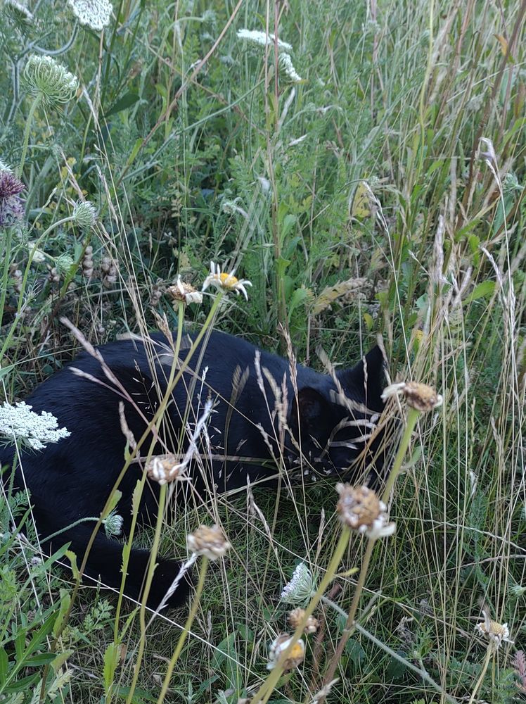 in amongst the wildflowers and long grass patch is a peacefully sleeping cat.