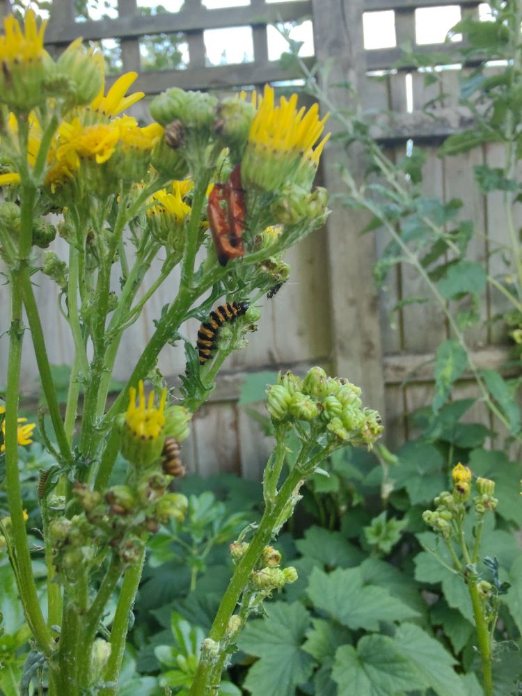 close up of part of a ragwort plant, with cinnabar moth caterpillars and two fornicating red soldier beetles.