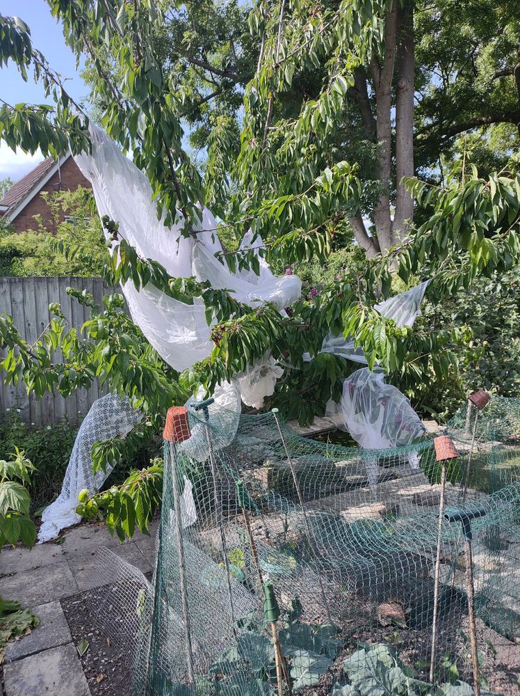 cherry tree with about half branches shrouded in net curtains.  Sharing with birds rather than them scoffing the lot.