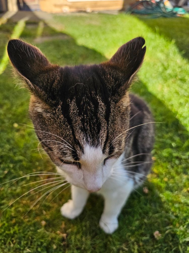 Ozzy impersonating a bnuuy