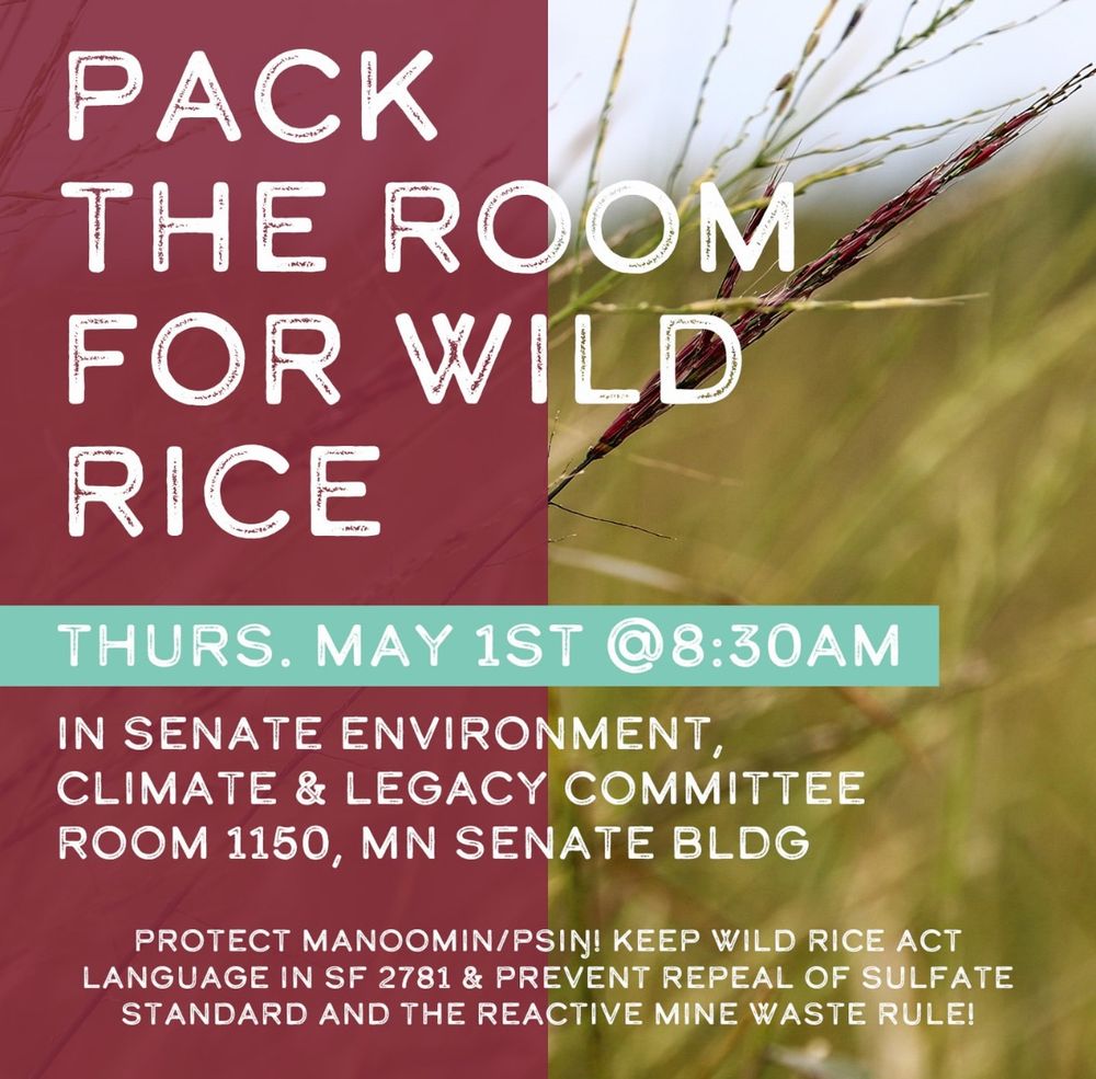 Pack the Room for Wild Rice
Thurs. May 1 @8:30AM
In senate environment, climate & legacy committee room 1150, MN Senate Bldg