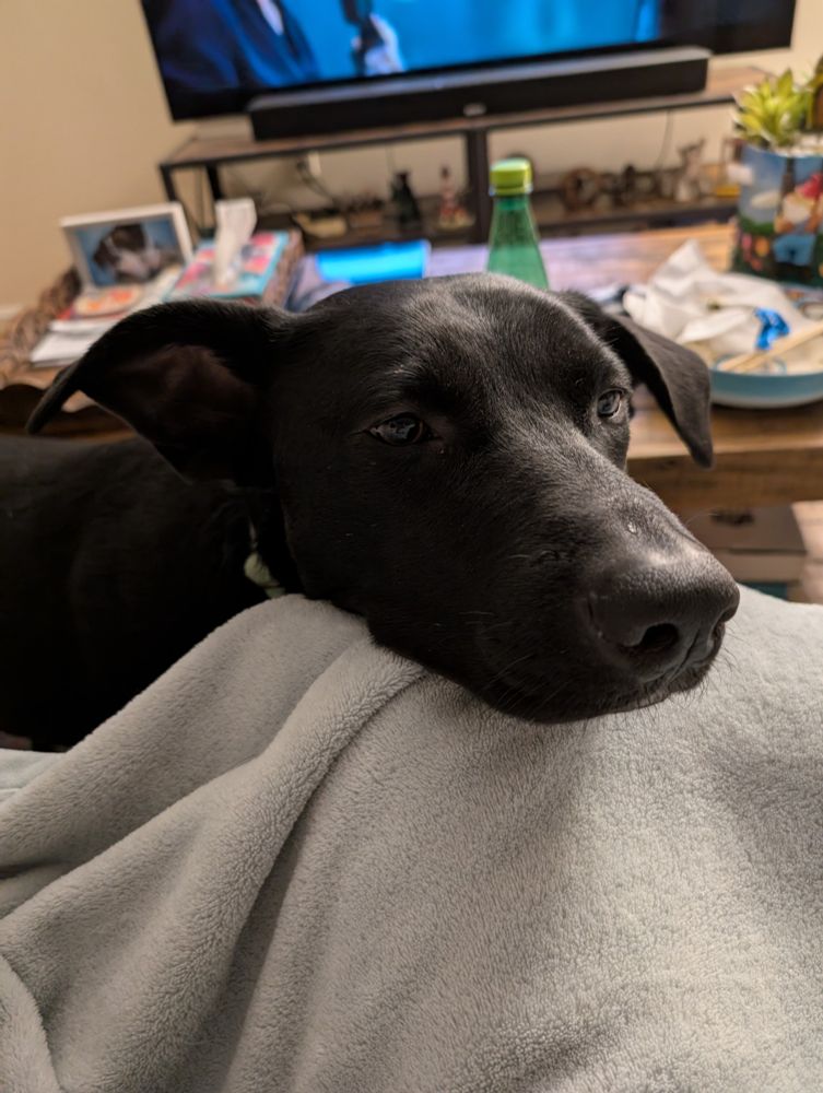 My Labrador-shepherd placing his head over my knees, asking for cuddles 
