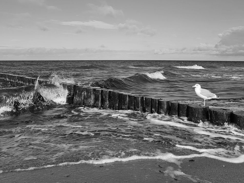 Eine Möwe steht auf einer Buhne am Meer, während Wellen dagegen schlagen.
