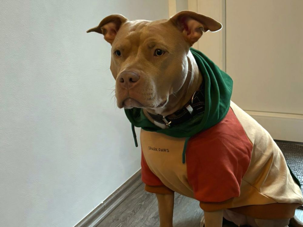 Ein Hund sitzt drinnen und trägt einen mehrfarbigen Hoodie.
