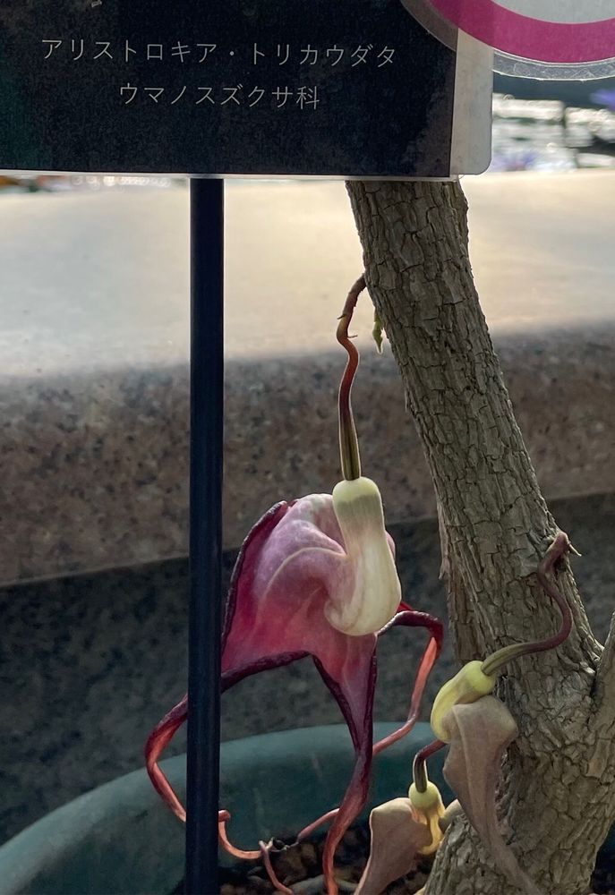 アリストロキア・トリカウダタ　ウマノスズクサ科の花