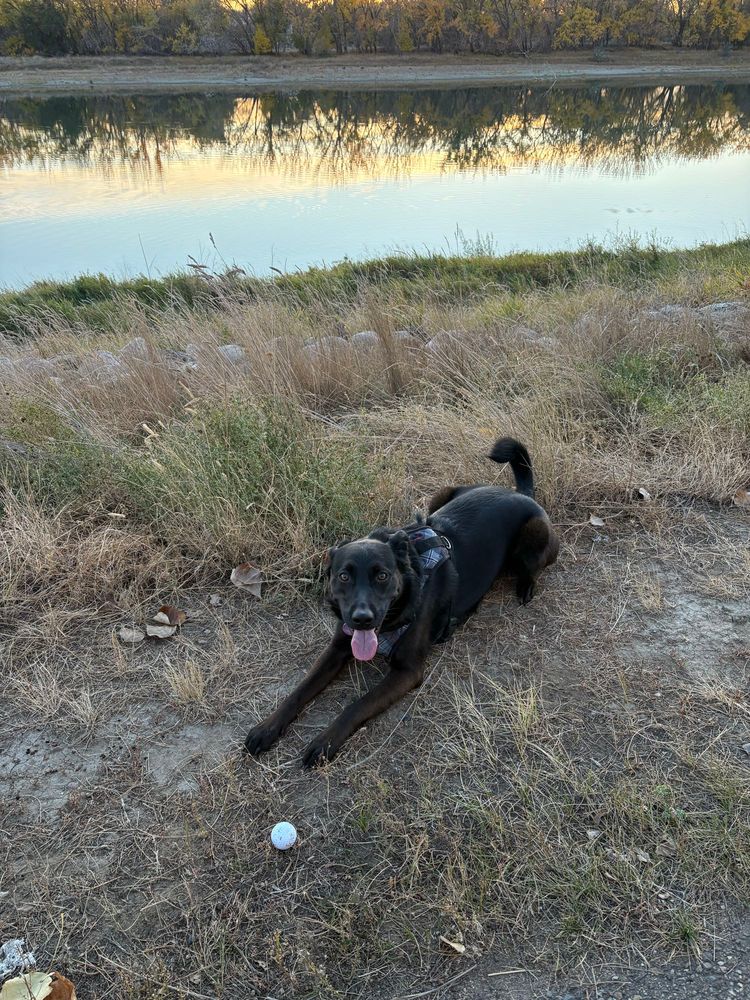 A black German shepherd cross lays in a prairie trail with her tongue hanging out. A golf ball is right in corner of her.