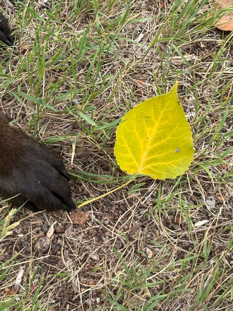 A black dog paw and yellow cottonwood tree leaf are featured against the background of dry prairie. 