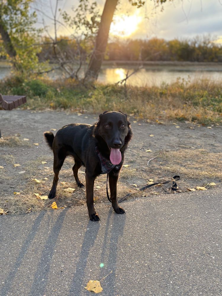 Late afternoon photo of a black German shepherd x dog, standing on a paved trail, staring straight into the camera with her tongue hanging out. Long shadows  from the setting sun in the background and golden light.