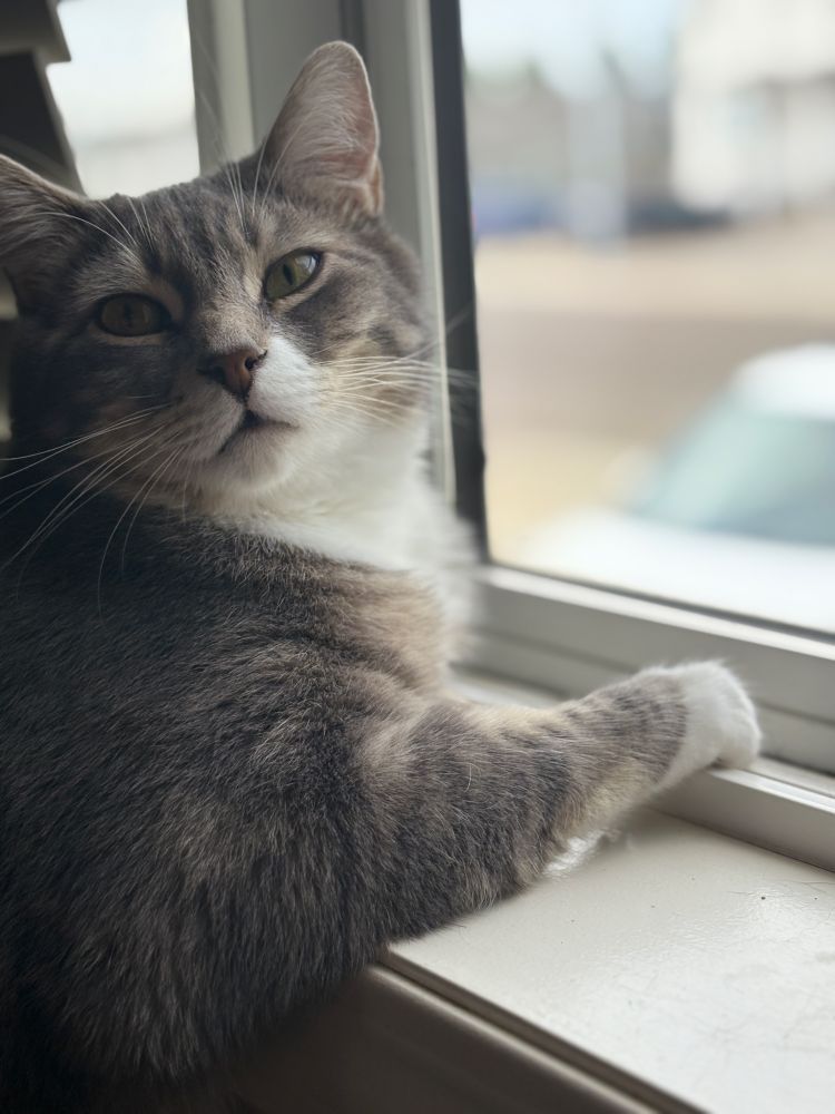 A grey tabby peers at the camera as he sits on the window ledge. 