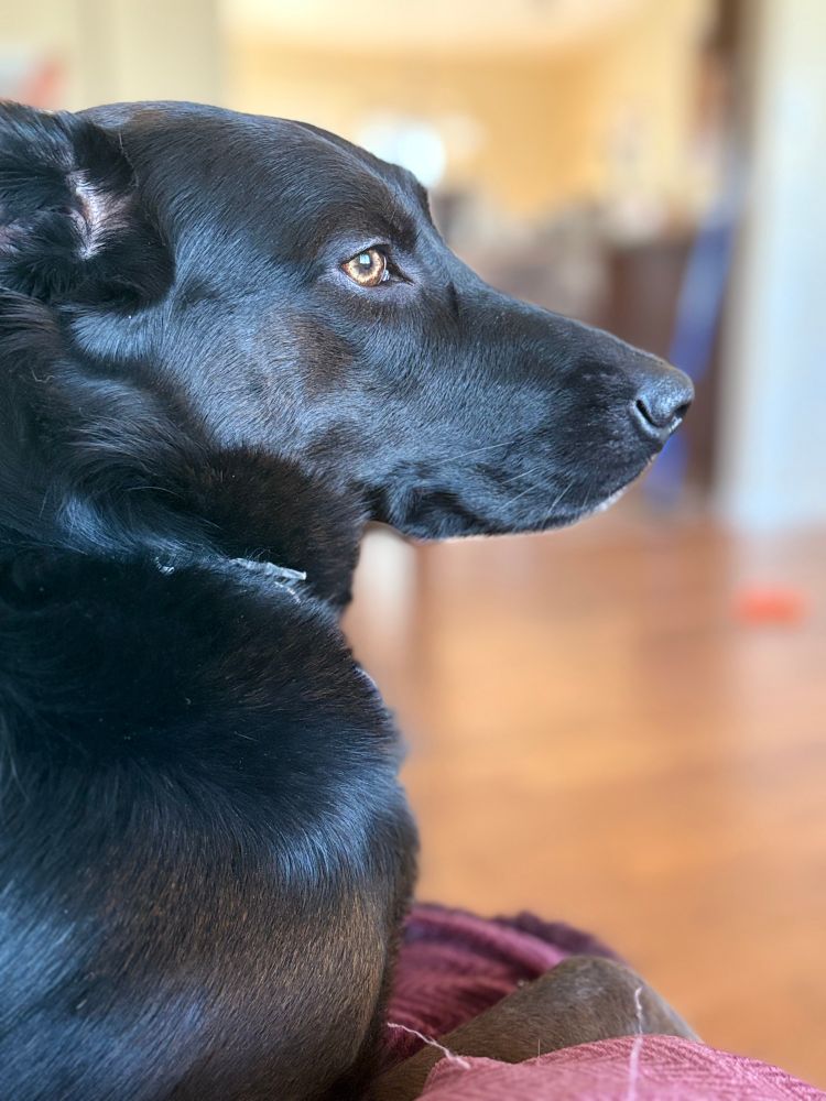 Side profile of a black German shepherd cross sitting on a couch. 