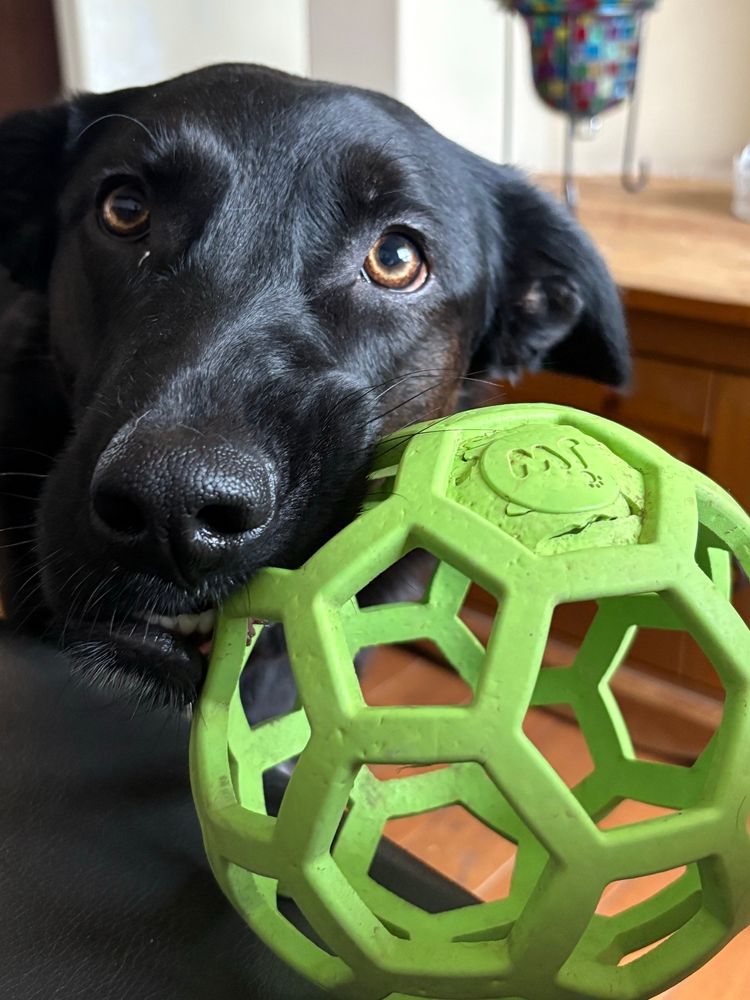 Medium shot of the face of a black German shepherd x with a large green ball hanging from her mouth